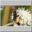 Ichneumon sp - Schlupfwespe m01b 14mm - OS-Hellern Wiese det06.jpg